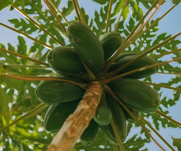 Moinho Gospodarstwo agroturystyczne *